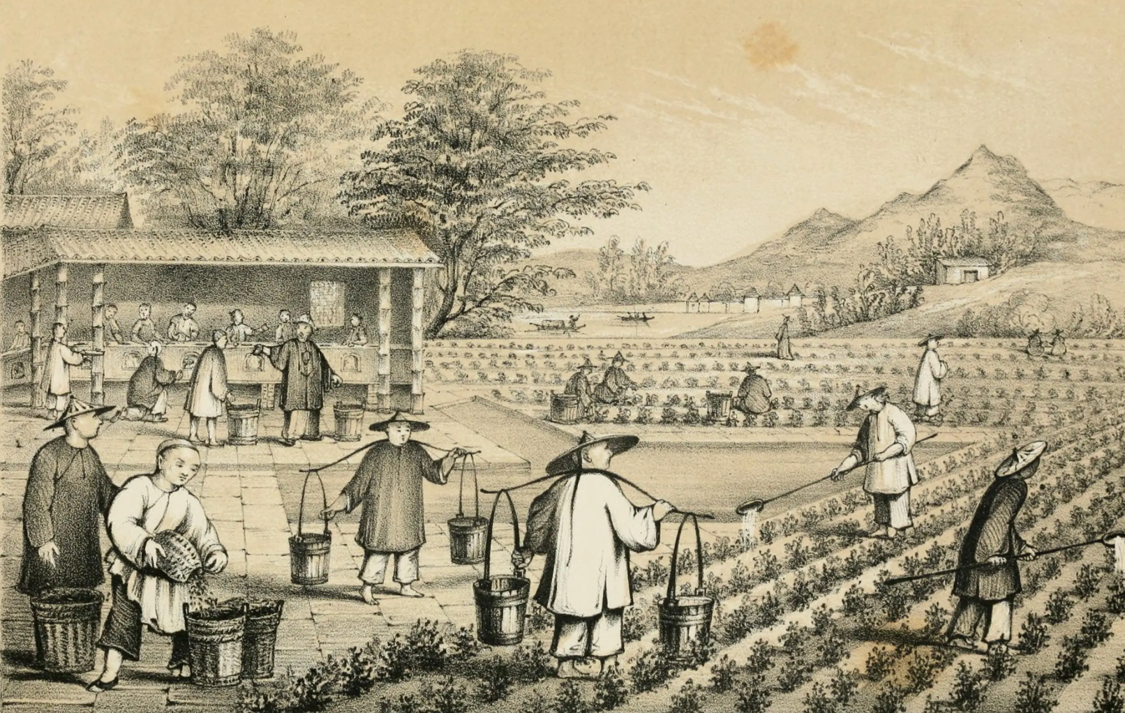 First Tea Factory Facts About Tea: A Journey Through Time and Culture