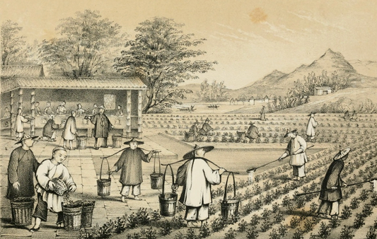 Interesting Facts About Tea: A Journey Through Time and Culture